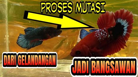 Batas Mutasi Ikan Cupang Indonesia