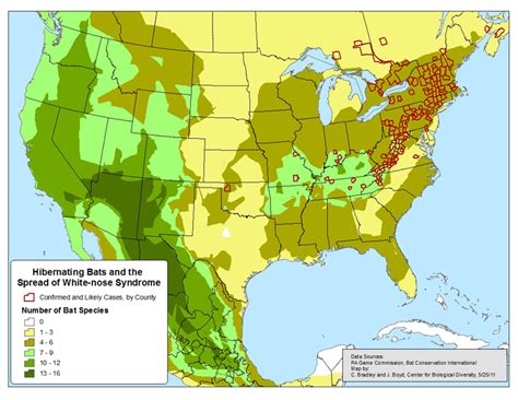 Deploying new tools to stem loss of bats NFWF