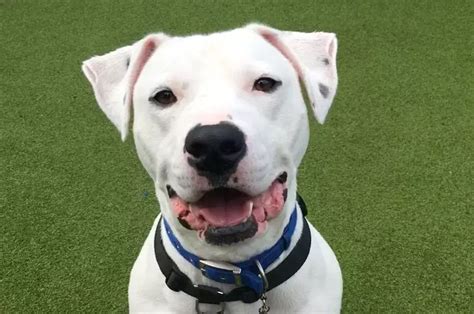 Battersea Dogs For Rehoming