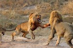 Battle Born vs Lion