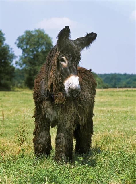 Baudet donkey Poitou
