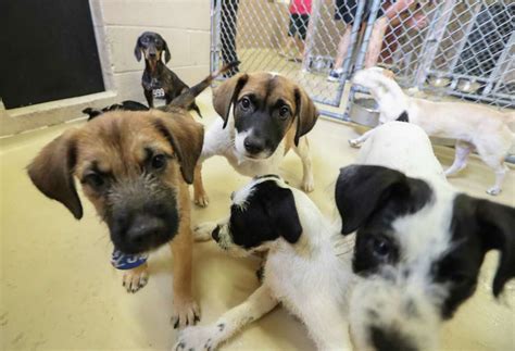 Adopt Your Furry Friend Today: Discover Bay City Texas Animal Shelter!