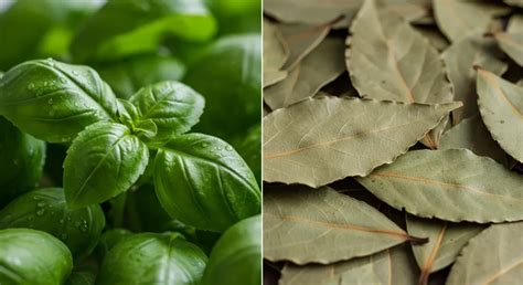 Bay Leaves Basil