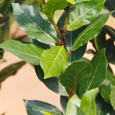 Bay Leaves Tree For Sale
