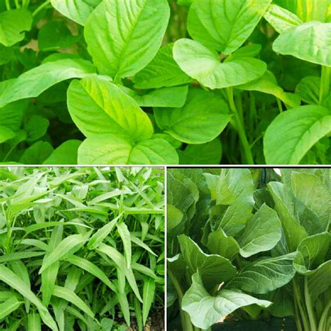 Bayam & ASI: Nutrisi Terbaik untuk Ibu Menyusui