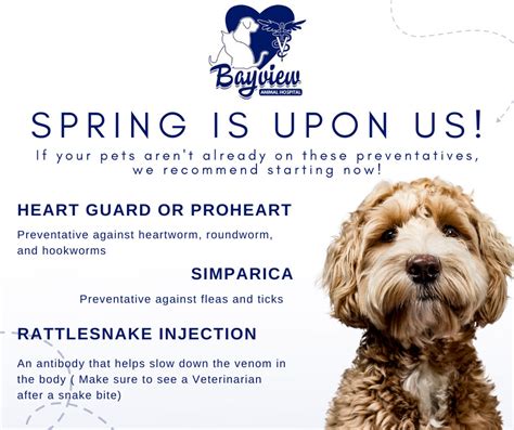 Expert Pet Care in Layton: Your Guide to Bayview Animal Hospital