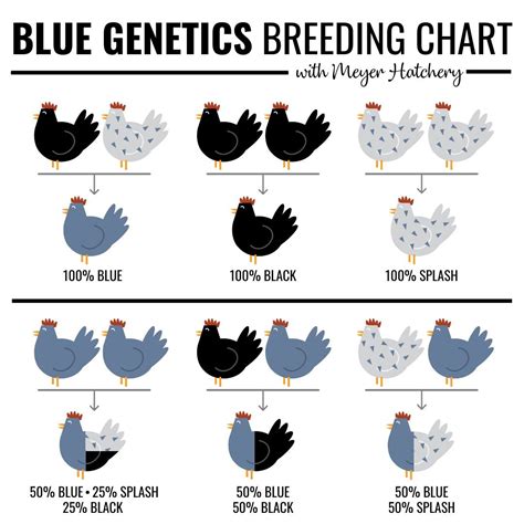 Bbs Breeding Chart