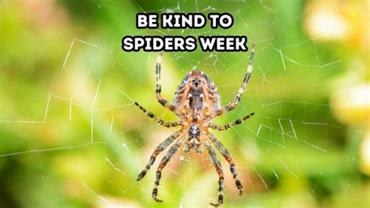 Be Kind To Spiders Week;, 2024
