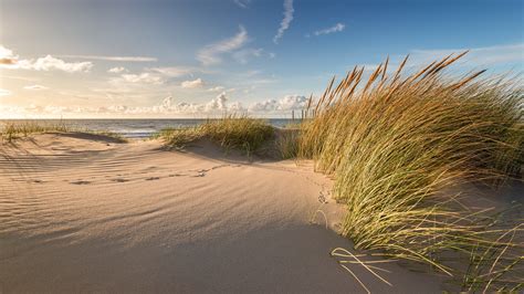 Beach Dunes