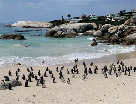 Beach Time with Penguins