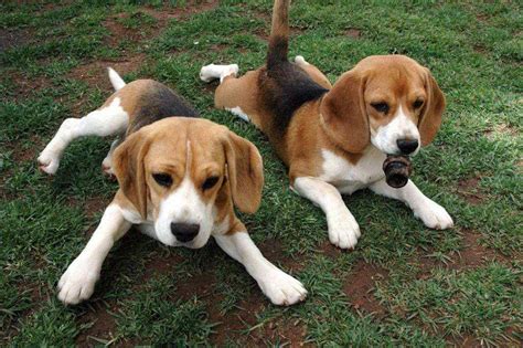 Beagle Basset Hound Mix Puppies For Sale: The Perfect Addition To Your
Family