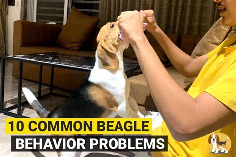 10 Common Beagle Behavior Problems and How to Fix Them Beagle Care