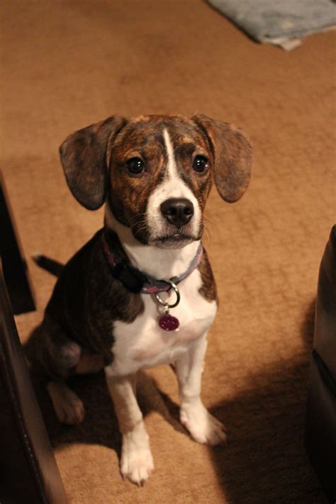 Beagle Boston Terrier Mix Puppy