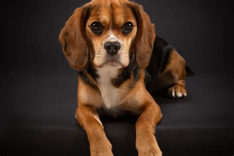 Brown and White Beagle! A BiColor Beagle. » Jacobson Kennel
