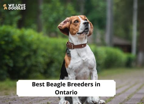 Beagle Dog Breeders Ontario: A Guide To Finding The Perfect Companion