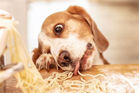 Beagle Eating Spaghetti