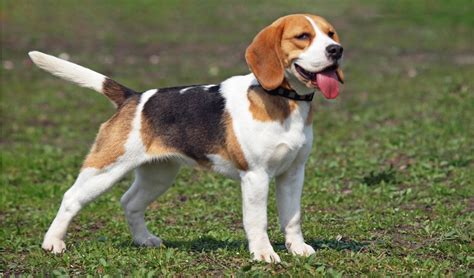 Beagle Facts And Info
