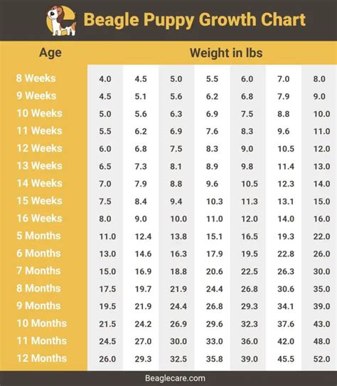 Beagle Weight+Growth Chart 2023 How Heavy Will My Beagle Weigh? The