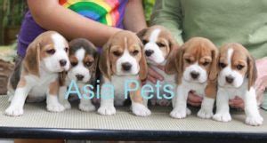 Beagle Puppy Price In Delhi Olx: Everything You Need To Know