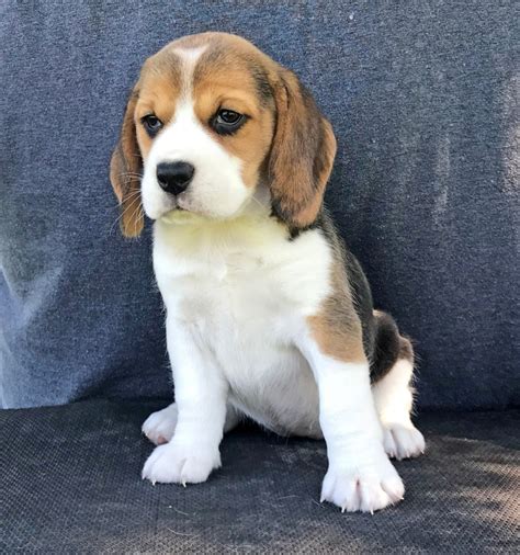Beagle Puppy Price In India Olx