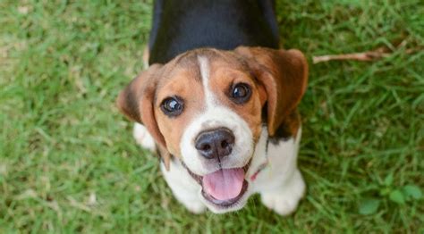 Beagle Size: Understanding The Size Of These Adorable Pups