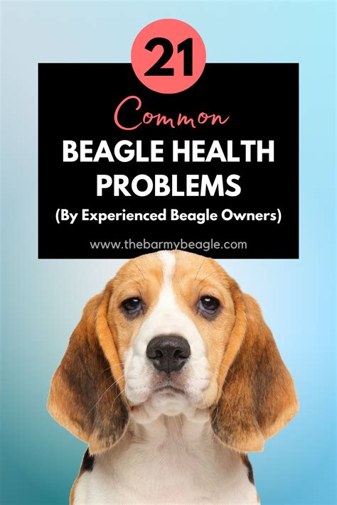 Odd Beagle Behavior Beagle Forum Our Beagle World Forums