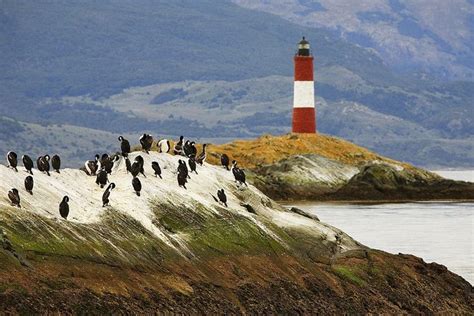 Beagle Channel Wildlife