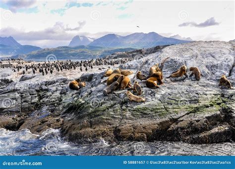 Beagle Channel wildlife