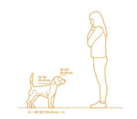 88+ Beagle Dog Maximum Height l2sanpiero