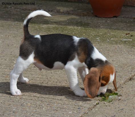 Beagle Pup Price In Delhi