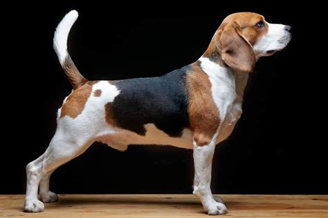 Beagle Dog Side Profile