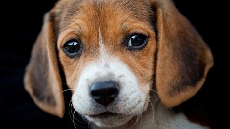 close up of a beagle dog's face Yahoo Image Search Results Dog face