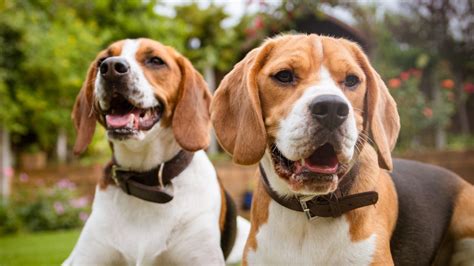 23+ Beagle Hunting Dogs For Sale In Ohio l2sanpiero
