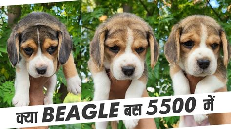 Beagle Puppies Buy Beagle Puppy beagle price in India