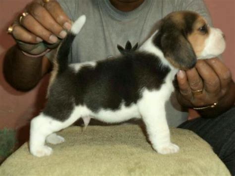 Beagle Puppies Price In Chennai: Everything You Need To Know