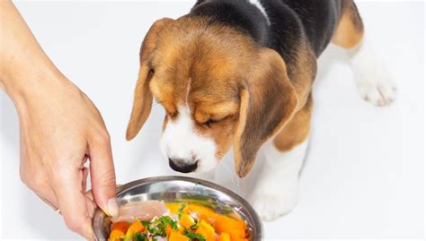 Beagle Puppy Food
