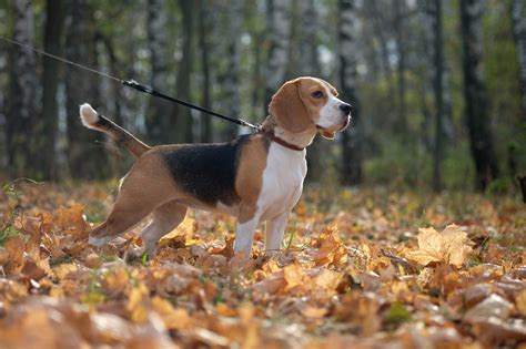Beagle Dog Breed Information Guide]