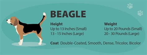 Beagle Overview, Description, Temperament, & Facts Britannica