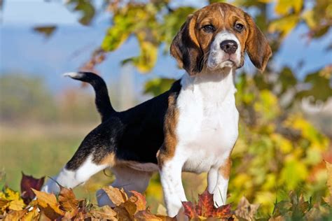 The Pros and Cons of Owning a Beagle UK Pets