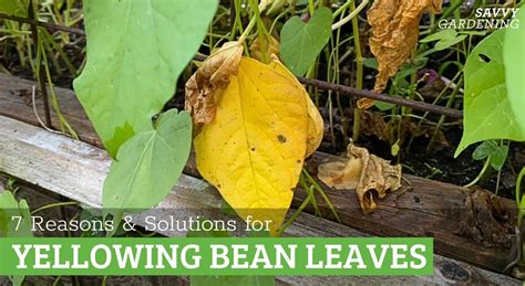 Bean Leaves Turning Yellow