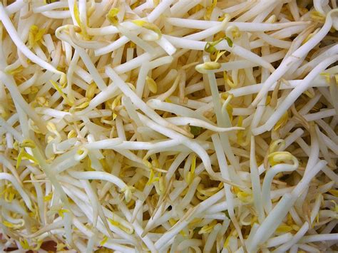 Bean Sprouts & Fertility: Fact or Fiction?