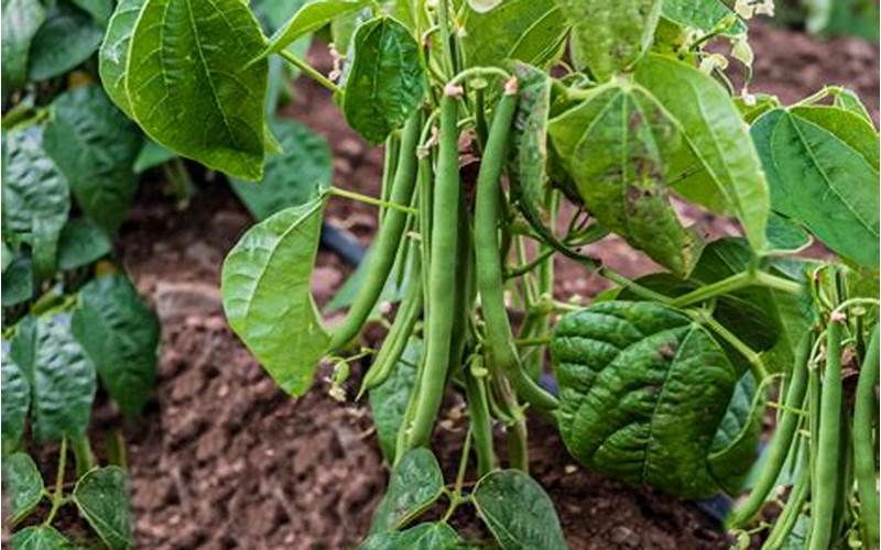 Beans And Peas As Companion Plants