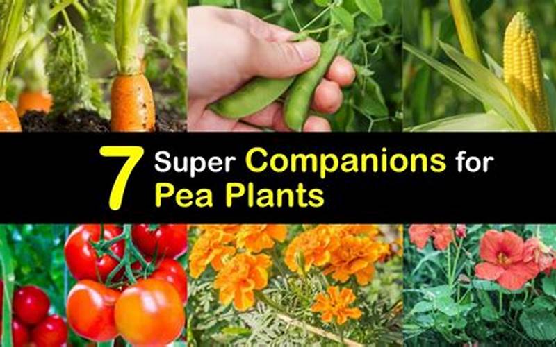 Beans And Peas Companion Planting