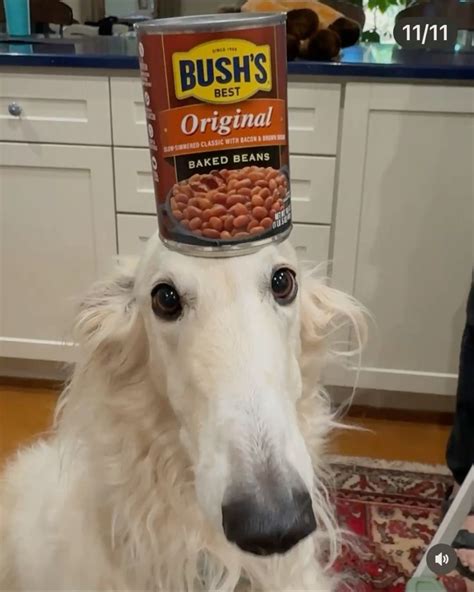 Beans Dog Meme