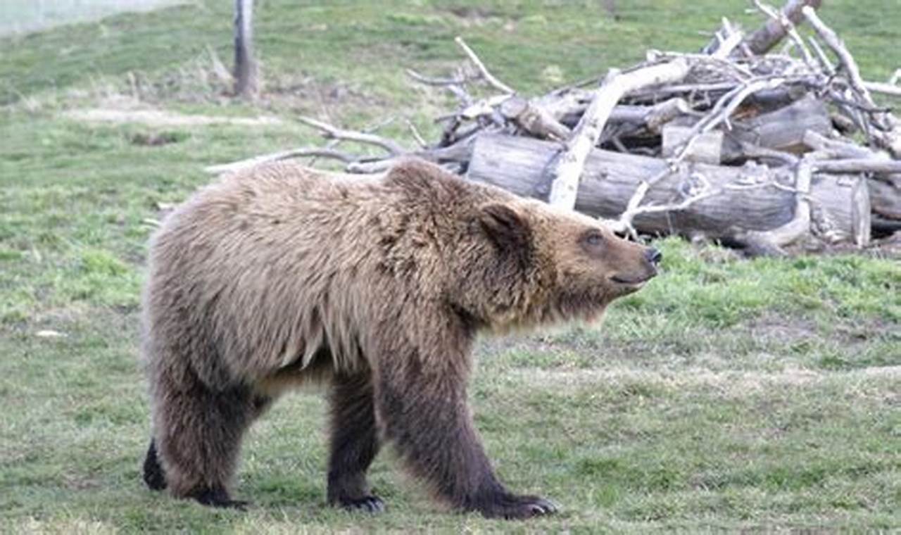 Bear Season Washington State 2024