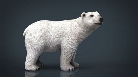 Bear Model 3d