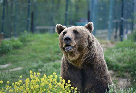 Bear Sanctuary