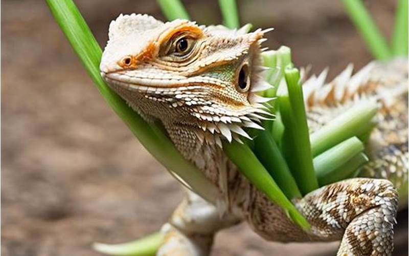 Can Bearded Dragons Eat Green Onions?