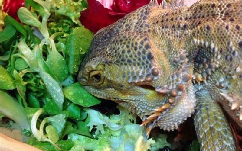 Bearded Dragon Eating Greens