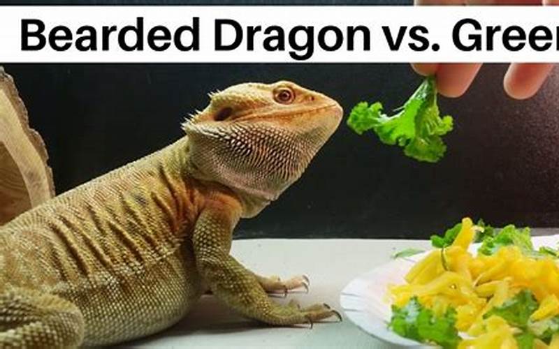 Can Bearded Dragons Eat Mustard Greens?